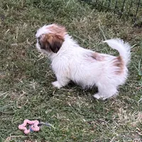 Baby bear, a female Shih Tzu for sale in Roseville, IL – Photo 3 of 4