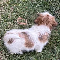 Baby bear, a female Shih Tzu for sale in Roseville, IL – Photo 4 of 4