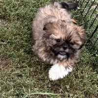 Benji, a male Shih Tzu for sale in Roseville, IL – Photo 4 of 4
