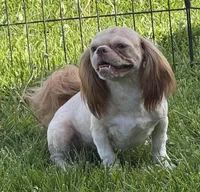 Benji, a male Shih Tzu for sale in Roseville, IL – 5 of 9