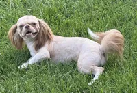 Benji, a male Shih Tzu for sale in Roseville, IL – 9 of 9