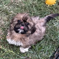 Benji, a male Shih Tzu for sale in Roseville, IL – Photo 3 of 4