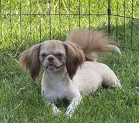 Benji, a male Shih Tzu for sale in Roseville, IL – 6 of 9