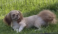 Benji, a male Shih Tzu for sale in Roseville, IL – 7 of 9