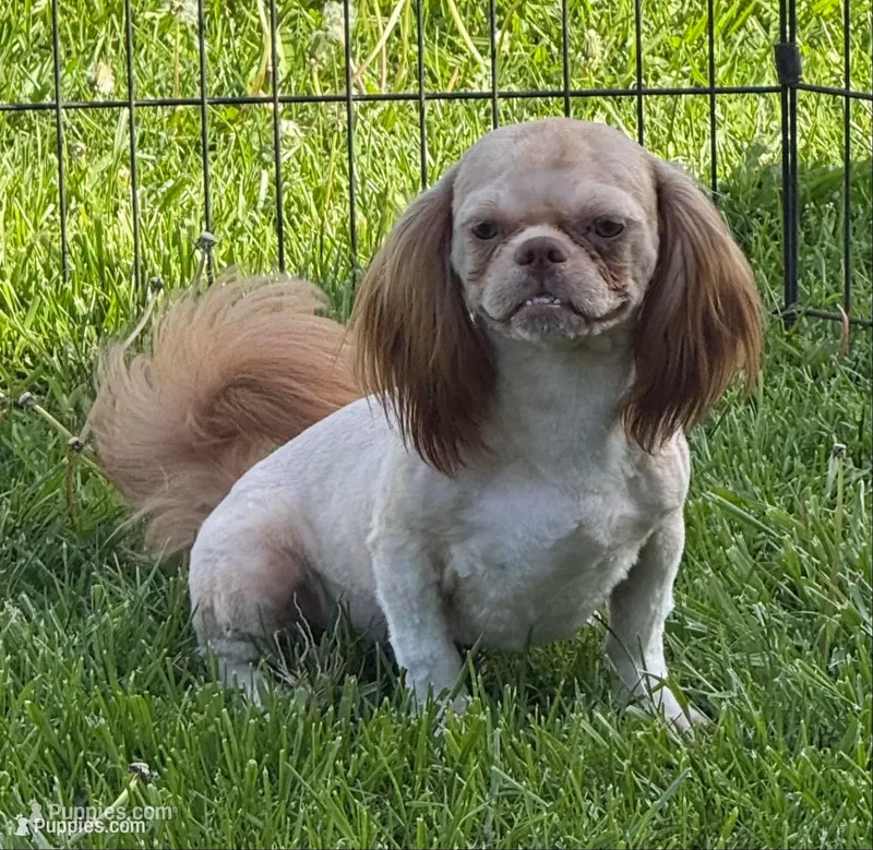 Benji – Shih Tzu puppy for sale in Roseville, IL