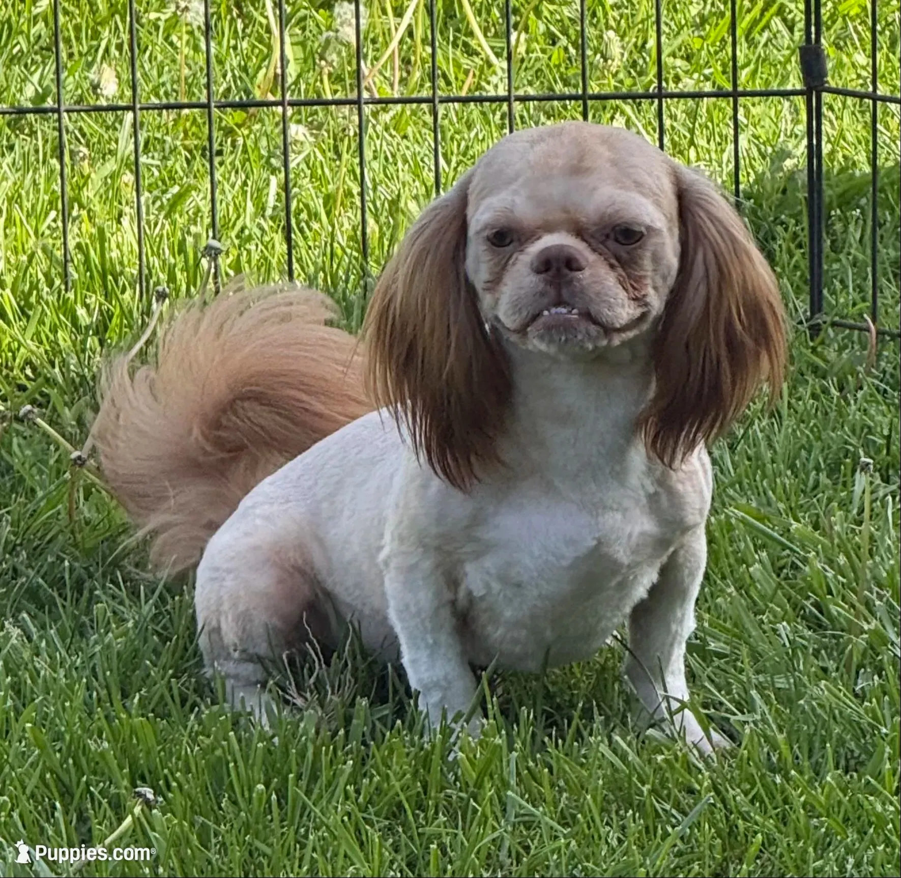 Benji, a male Shih Tzu for sale in Roseville, IL – 1 of 9
