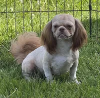 Benji, a male Shih Tzu for sale in Roseville, IL – 8 of 9