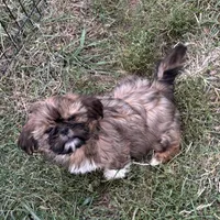 Benji, a male Shih Tzu for sale in Roseville, IL – Photo 1 of 4