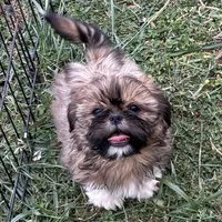 Benji, a male Shih Tzu for sale in Roseville, IL – Photo 2 of 4