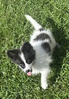 Spinner, a male Pomeranian for sale in Roseville, IL – 2 of 3