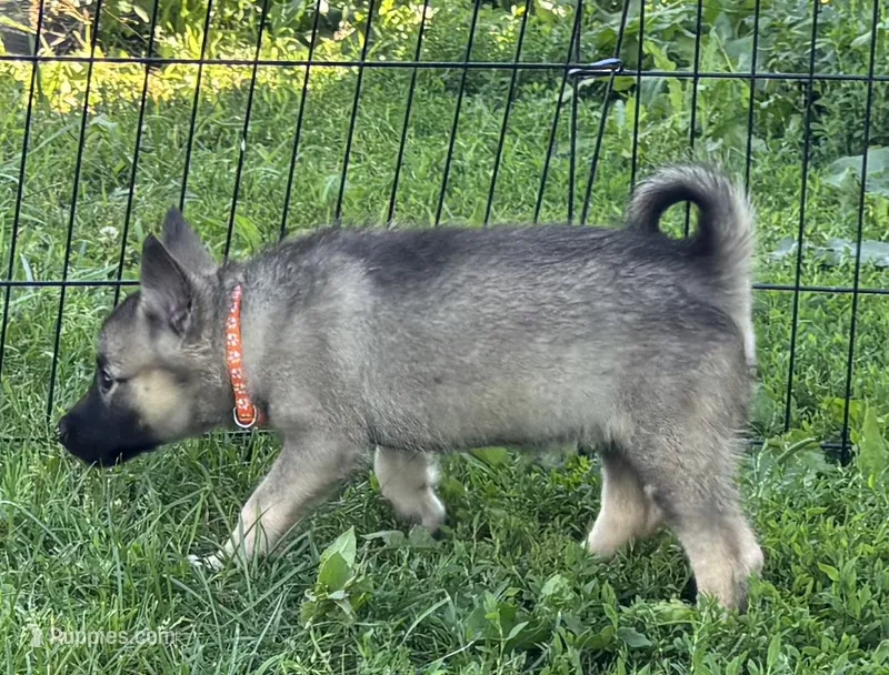 Mary lou – Norwegian Elkhound puppy for sale in Roseville, IL