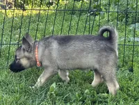Mary lou, a female Norwegian Elkhound for sale in Roseville, IL – 1 of 5