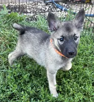Mary lou, a female Norwegian Elkhound for sale in Roseville, IL – 5 of 5
