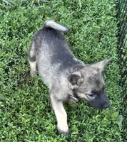Handsome , a male Norwegian Elkhound for sale in Roseville, IL – 3 of 3