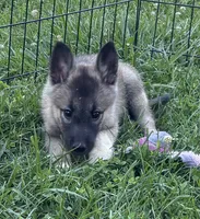 Handsome , a male Norwegian Elkhound for sale in Roseville, IL – 2 of 3