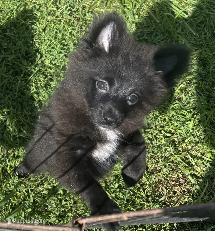 Ember – Pomeranian puppy for sale in Roseville, IL
