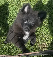 Ember, a male Pomeranian for sale in Roseville, IL – 1 of 2