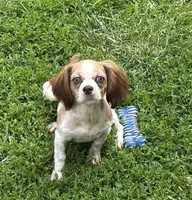 Lilly, a female Shih Tzu for sale in Roseville, IL – 2 of 3