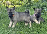 Mary lou, a female Norwegian Elkhound for sale in Roseville, IL – 2 of 5