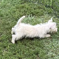 Folly, a female West Highland White Terrier for sale in Roseville, IL – Photo 3 of 3