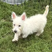 Folly, a female West Highland White Terrier for sale in Roseville, IL – Photo 2 of 3