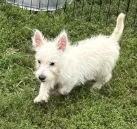 processed/5f3fcc30-8c2b-43ce-9764-d26b26d97f35/listing/db038693-d362-4748-814b-f4cc32870ee0/aa8ca3eb-3120-4a13-8f63-d35010b25598