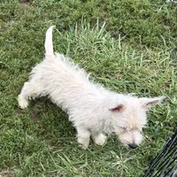 Folly, a female West Highland White Terrier for sale in Roseville, IL – Photo 1 of 3
