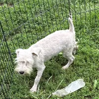 Ziva, a female Miniature Schnauzer for sale in Roseville, IL – Photo 1 of 2