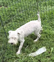 Ziva, a female Miniature Schnauzer for sale in Roseville, IL – Photo 1 of 2