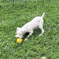 Ziva, a female Miniature Schnauzer for sale in Roseville, IL – Photo 2 of 2