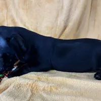 Mini, a female Dachshund for sale in Roseville, IL – Photo 2 of 3