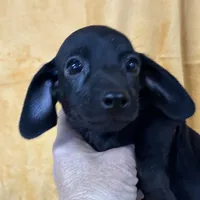 Mini, a female Dachshund for sale in Roseville, IL – Photo 1 of 3