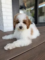Rocky, a male Goldendoodle for sale in South Jordan, UT – 5 of 8