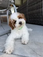 Rocky, a male Goldendoodle for sale in South Jordan, UT – 7 of 8