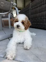 Rocky, a male Goldendoodle for sale in South Jordan, UT – 2 of 8