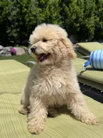 Copper, a male Poodle - Miniature  for sale in South Jordan, UT – 5 of 6