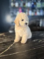 Copper, a male Poodle - Miniature  for sale in South Jordan, UT – 6 of 6