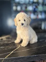 Copper, a male Poodle - Miniature  for sale in South Jordan, UT – 4 of 6