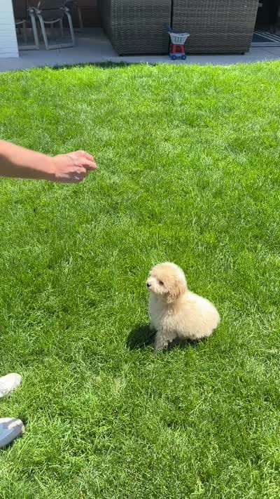 Copper, a male Poodle - Miniature  for sale in South Jordan, UT – 3 of 6