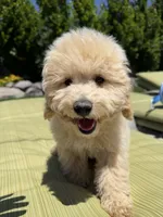 Copper, a male Poodle - Miniature  for sale in South Jordan, UT – 2 of 6
