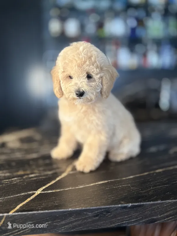 Copper – Poodle - Miniature  puppy for sale in South Jordan, UT