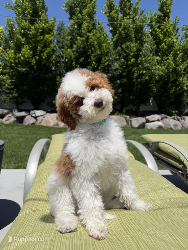 Rocky – Goldendoodle puppy for sale in South Jordan, UT