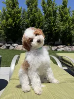 Rocky, a male Goldendoodle for sale in South Jordan, UT – 1 of 8