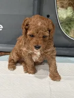 No name, a male Poodle - Miniature  for sale in Sacramento, CA – Photo 2 of 4