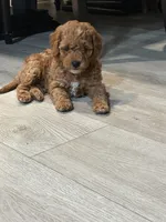 No name, a male Poodle - Miniature  for sale in Sacramento, CA – Photo 3 of 4