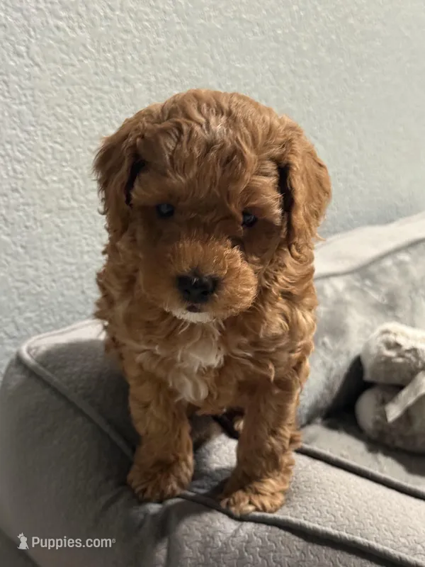 No name – Poodle - Miniature  puppy for sale in Sacramento, CA
