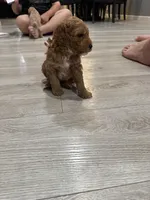 No name, a male Poodle - Miniature  for sale in Sacramento, CA – Photo 4 of 4