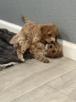 No name, a male Poodle - Miniature  for sale in Sacramento, CA – Photo 3 of 8