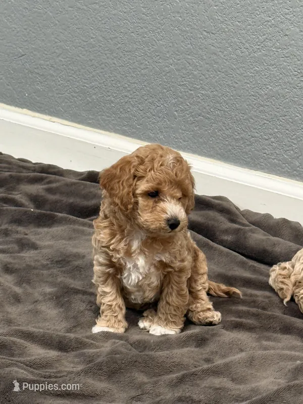 No name – Poodle - Miniature  puppy for sale in Sacramento, CA