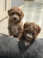 No name, a male Poodle - Miniature  for sale in Sacramento, CA – Photo 5 of 8